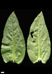 Veronica anagallis-aquatica. Leaf surfaces, adaxial (left), abaxial (right).Scale = 1 mm.
 Image: P.J. Garnock-Jones © Te Papa CC-BY-NC 3.0 NZ